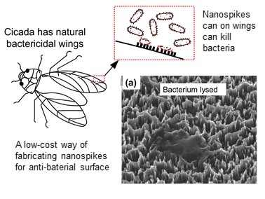 bioinspired antibacterial surface.jpg